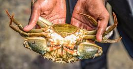 crabe