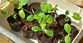 agroecologie