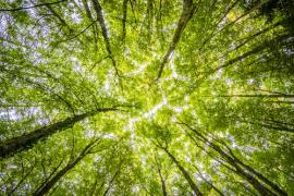 canopy