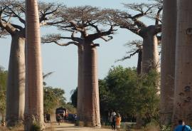 Panagora Madagascar