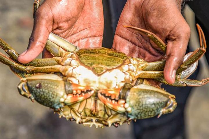 crabe